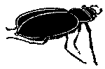 Mr. Beetle Arrives