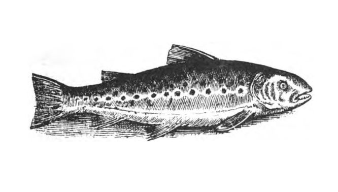trout (27K)