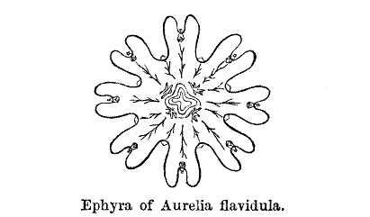 Ephyra of Aurelia flavidula.
