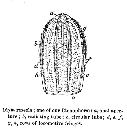 Idyia roseola; one of our Ctenophorae: a, anal aperture; b, radiating tube; c, circular tube; d, e, f, g, h, rows of locomotive fringes.
