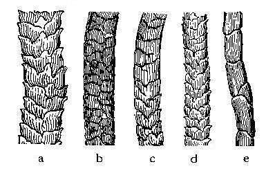 WOOL FIBERS