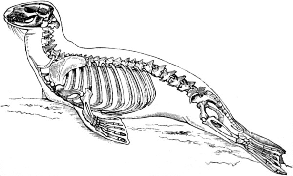 Skeleton of Seal.