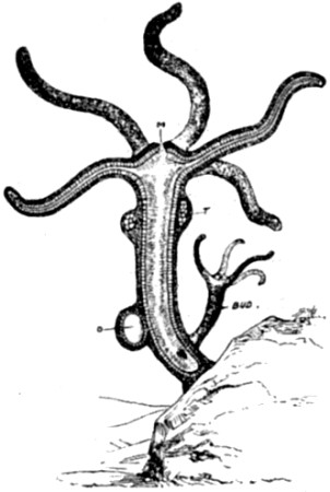 Hydra viridis.