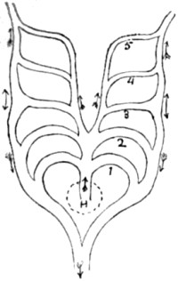 Ideal diagram of primitive gill- or
aortic-arches.