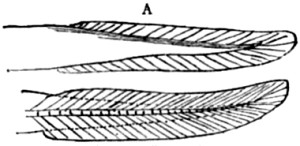 Diphycercal fin.