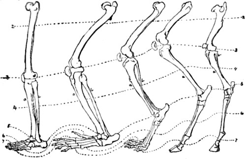 Posterior limb of Man, Monkey, Dog, Sheep and
Horse.