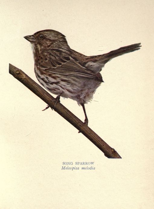 Song Sparrow