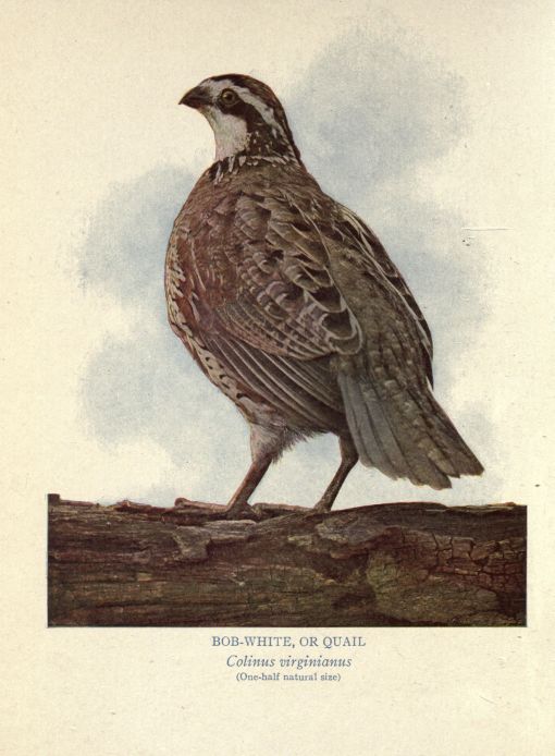 Bob-white, or Quail