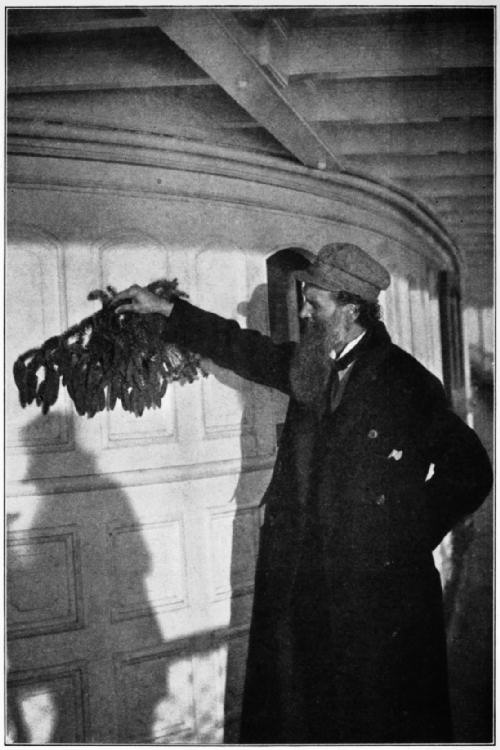 JOHN MUIR WITH ALASKA SPRUCE CONES