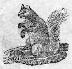 Squirrel