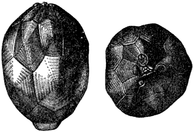 Fig. 22