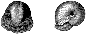 Fig. 56