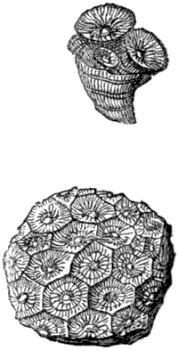 Fig. 59