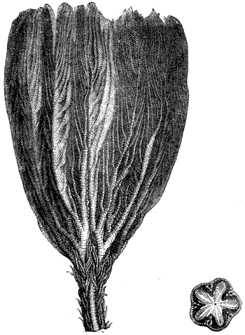 Fig. 89