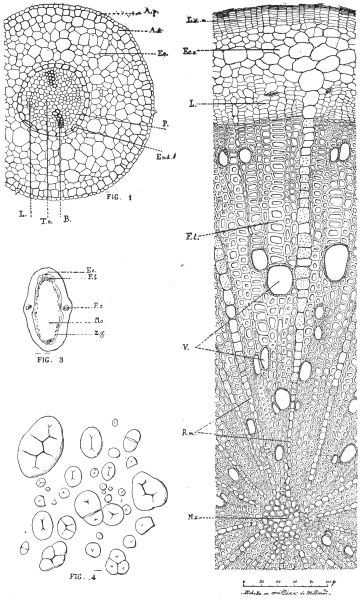 PLATE III.