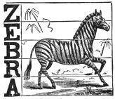 zebra